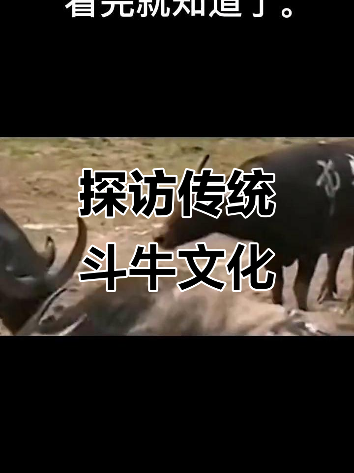 关于民族传统斗牛竞技盛典，文化与体育的完美碰撞的信息